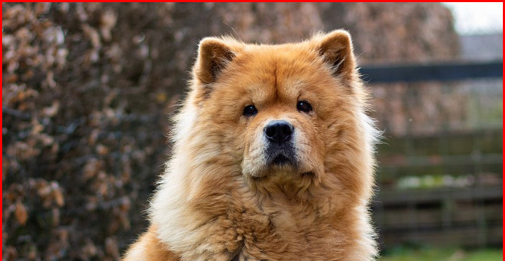 FICHE CHOW CHOW