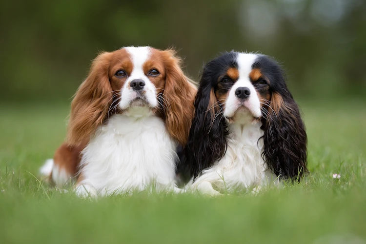 Le CAVALIER KING CHARLES