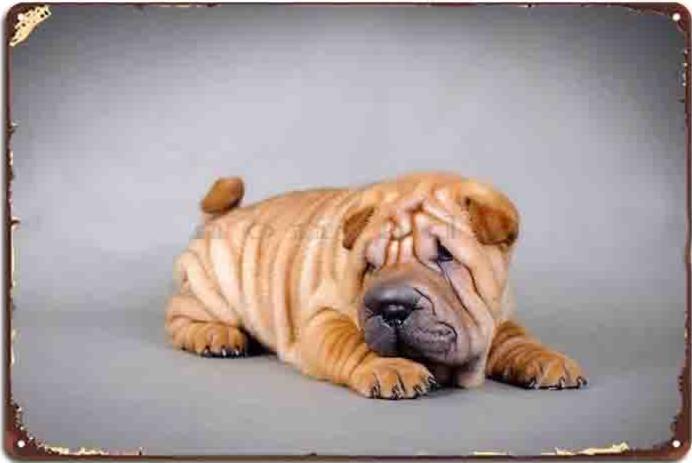 SHAR PEI Plaque métal décorative vintage