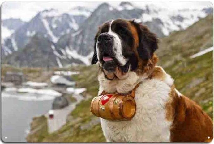 Plaque métal déco vintage 🐕 SAINT BERNARD N° 11 ✔