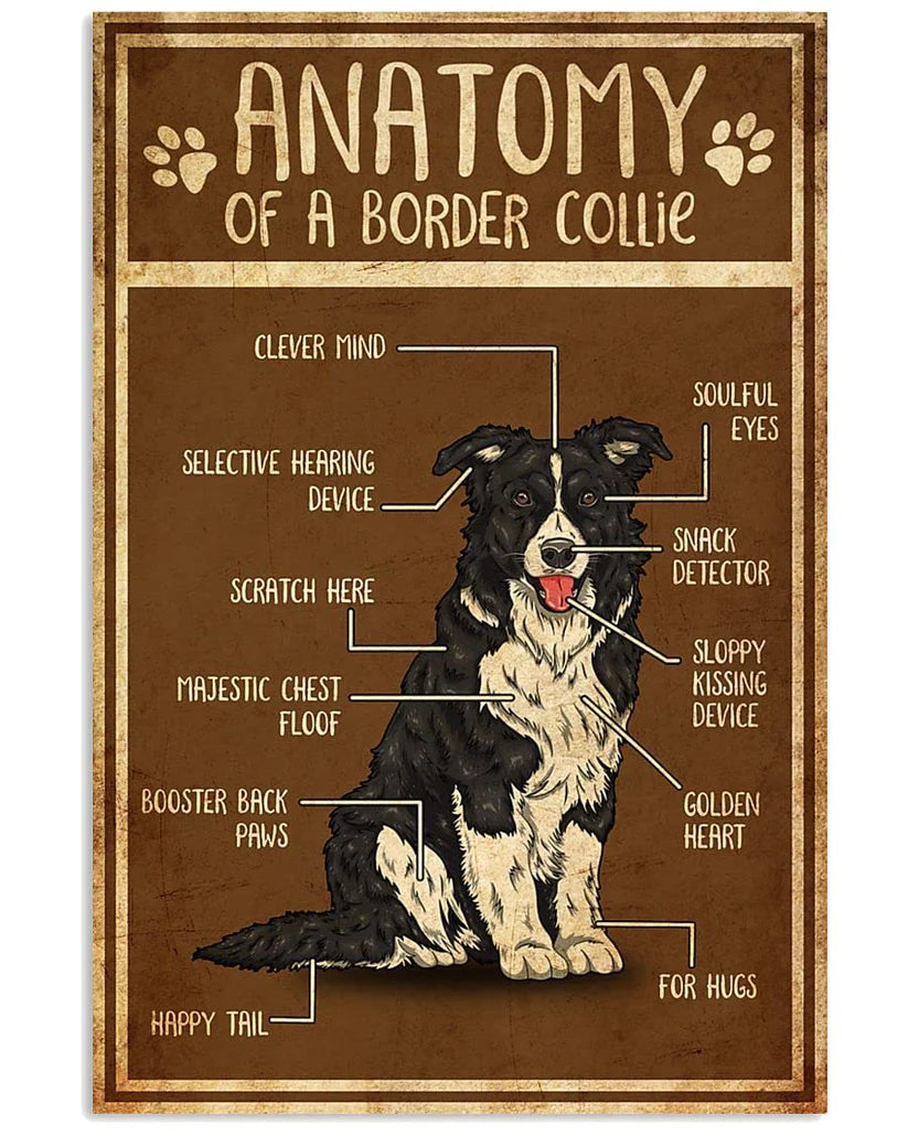 BORDER COLLIE PLAQUE ANATOMY