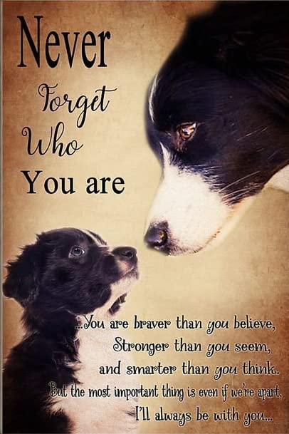 BORDER COLLIE PLAQUE NEVER FORGET