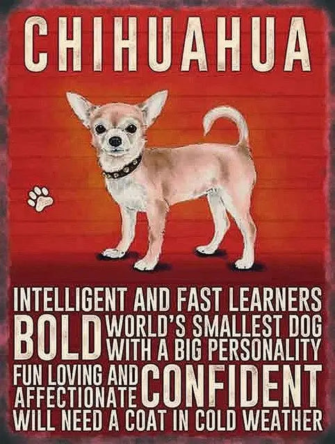 CHIHUAHUA PLAQUE INTELLIGENT BOLD CONFIDENT