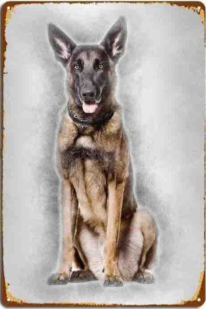 Plaque métal déco vintage 🐕  MALINOIS N° 18 ✔