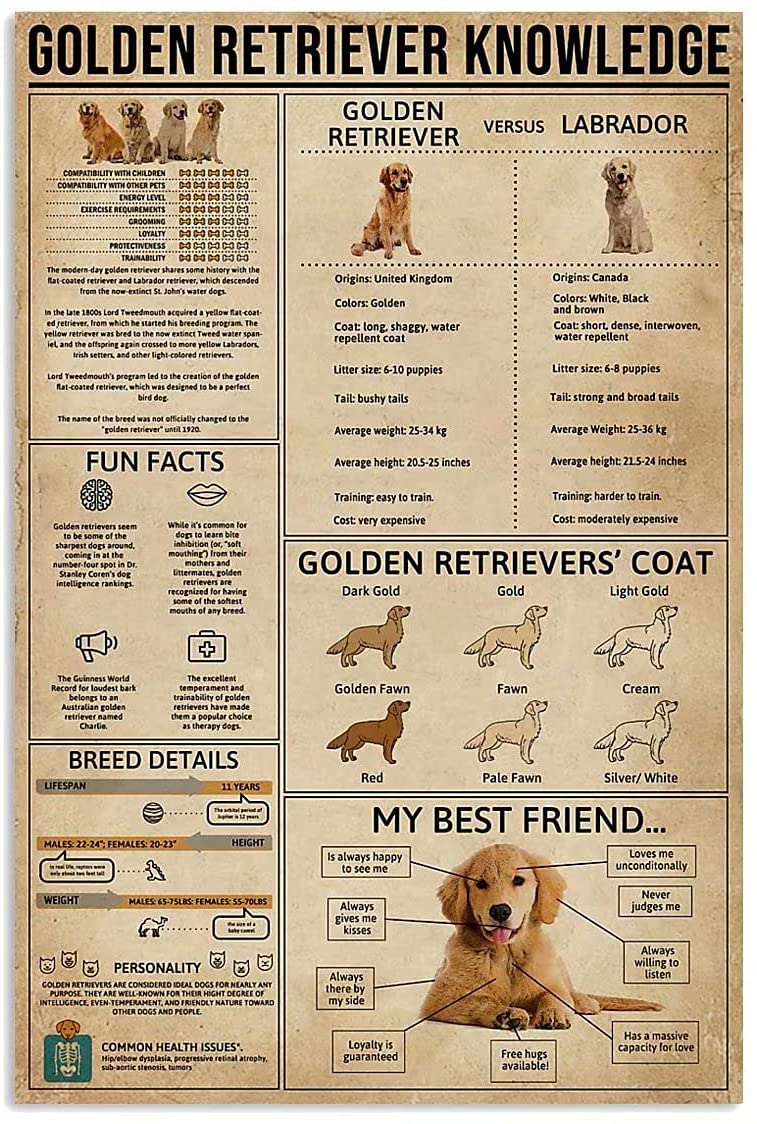 GOLDEN RETRIEVER Plaque métal décorative rétro