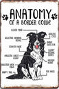 BORDER COLLIE PLAQUE ANATOMY OF BORDER COLLIE